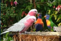 Dunbogan Caravan Park - Sydney 4u 4