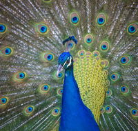 Willunga Peacock Farm Bed and Breakfast - Sydney 4u