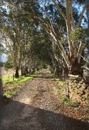 Peppertree - Mintaro - Accommodation Sydney 6