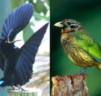 Chambers Wildlife Rainforest Lodges - Accommodation Sydney