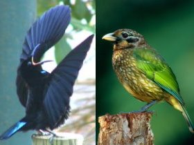 Chambers Wildlife Rainforest Lodges - Accommodation Sydney 0