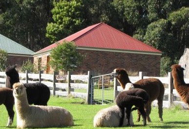 Tin Dragon Trail Cottages - Sydney 4u 2