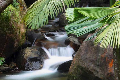 Daintree Secrets (Award Winning Retreat) - Sydney 4u 1