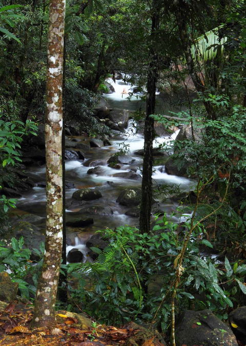 Daintree Secrets (Award Winning Retreat) - Sydney 4u 2