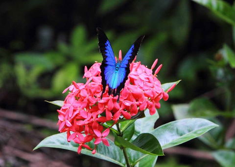 Daintree Secrets (Award Winning Retreat) - Sydney 4u 5