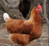 Avonmore Estate Biodynamic Winery - Accommodation Sydney