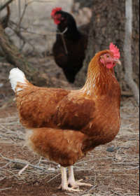 Avonmore Estate Biodynamic Winery - Sydney 4u 0