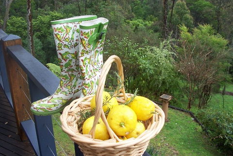 Bellbird Cottage Bed And Breakfast - Accommodation Sydney 4