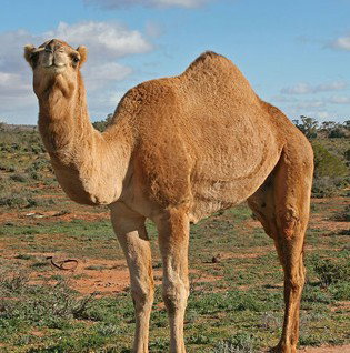 Cottage At Willyama - Accommodation Sydney 1