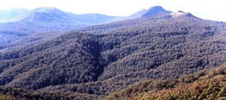Callicoma Hill Eco-Cabins - Accommodation Sydney 0