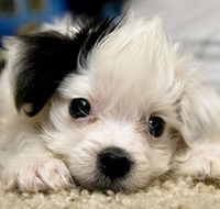 Sandis Place - Accommodation Sydney