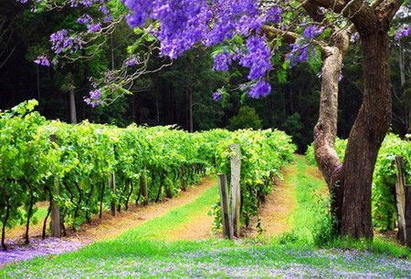 Werrikimbe NSW Sydney 4u