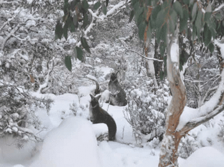 Blue Lake Lodge - Accommodation Sydney 1