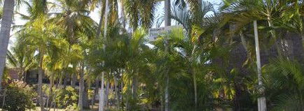 Pine Tree Motel - Accommodation Sydney 2