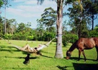 Neds Bed Horse O Tel - Sydney 4u 0