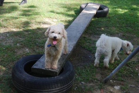 Beenleigh Pet Motel - Sydney 4u 0