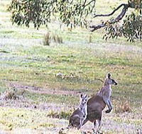 Kangaroo Ridge Retreat - Accommodation Sydney
