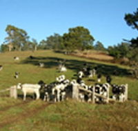 St Columba Cottage - Sydney 4u
