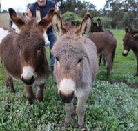 Donkey Tales Farm Cottages - Sydney 4u