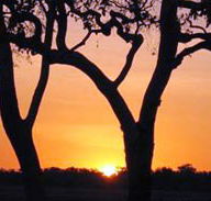 Coodardie Station Stay - Sydney 4u