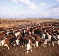 Bond Springs Outback Retreat - Sydney 4u