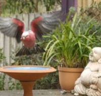 Wattle Court  Retreat - Sydney 4u