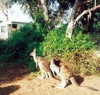 Avoca Dell Caravan Park - Accommodation Sydney