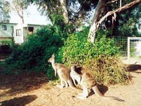 Avoca Dell Caravan Park - Accommodation Sydney 0