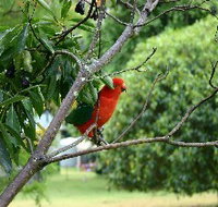 Bunya Mountains Accommodation Centre - Chalets And Holiday Homes - Accommodation Sydney