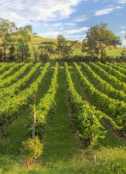 Balgownie Estate Vineyard & Spa - Accommodation Sydney 4