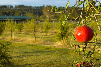 Talga Estate - Sydney 4u 25