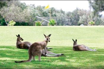 Darlington Beach Resort & Holiday Park - Sydney 4u 67