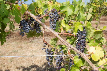 De'Vine Escape - Accommodation Sydney 13