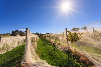 De'Vine Escape - Accommodation Sydney 14