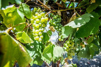 De'Vine Escape - Accommodation Sydney 20