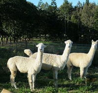 Blackwattle Farm BampB and Farm Stay