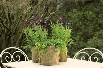 Parklands Country Gardens And Lodges - Sydney Resort 5