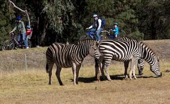 Zoofari Lodge, Taronga Western Plains Zoo - Accommodation Sydney 8