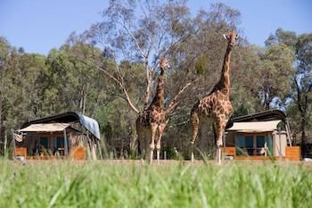 Zoofari Lodge, Taronga Western Plains Zoo - Accommodation Sydney 13