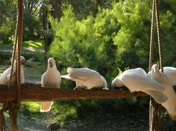 The Burrow At Wombat Bend - Sydney 4u 5