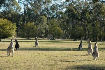 Hunter Hideaway Cottages - Sydney 4u 10