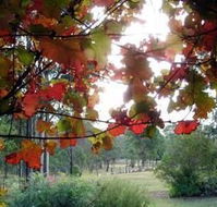 Elfin Hill Country Accommodation - Accommodation Sydney