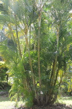 Buderim Fiesta Motel - Accommodation Sydney 18