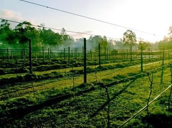 Hunter Country Lodge - Sydney 4u 3