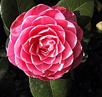 Cloverlea Gardens Bed and Breakfast - Sydney 4u