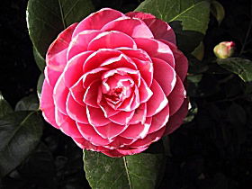 Cloverlea Gardens Bed And Breakfast - Sydney 4u 0