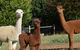 Folly Farm Rural Retreat - thumb 5