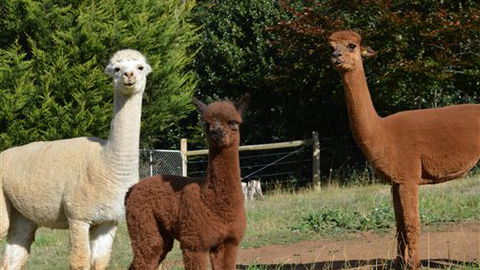 Folly Farm Rural Retreat - Accommodation Sydney 5