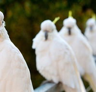 Aireys Inlet Getaway Resort - Sydney 4u