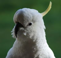 Around About Lorne Studios or BB - Sydney 4u